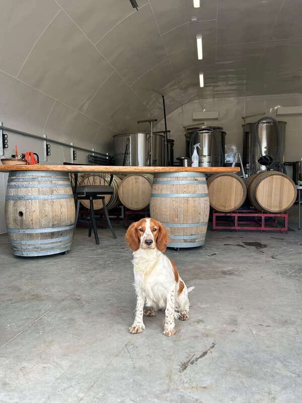 Kelowna: Wine Tasting by E-bike, Smartphone Guide & Lunch - SpearHead Winery and the changing pace of the day