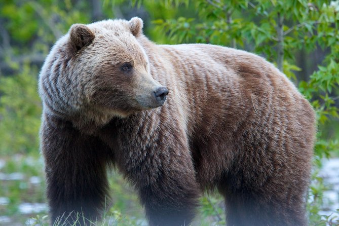 KLUANE NATIONAL PARK - Day-Trip from Whitehorse - The Yukon Visitor Information Centre adds practical history