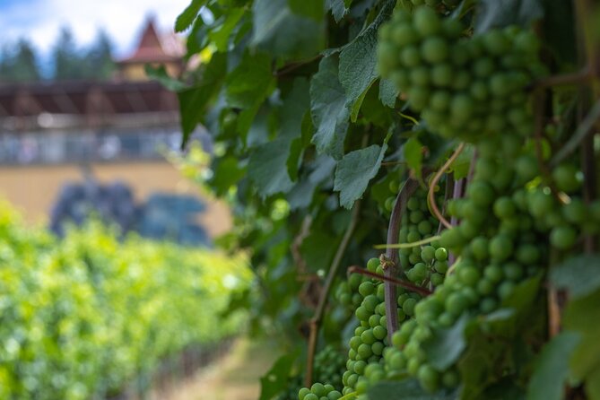 Lake Country Half Day Guided Wine Tour With 4 Wineries - 50th Parallel focuses on Pinot Noir and Riesling