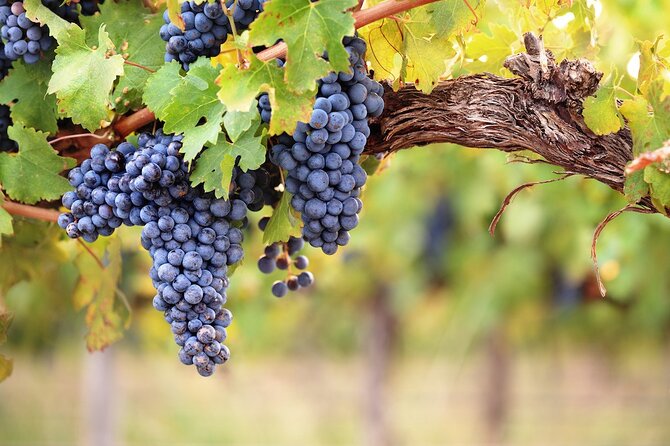 Lake Country Half Day Guided Wine Tour With 4 Wineries - What the guides add to the day
