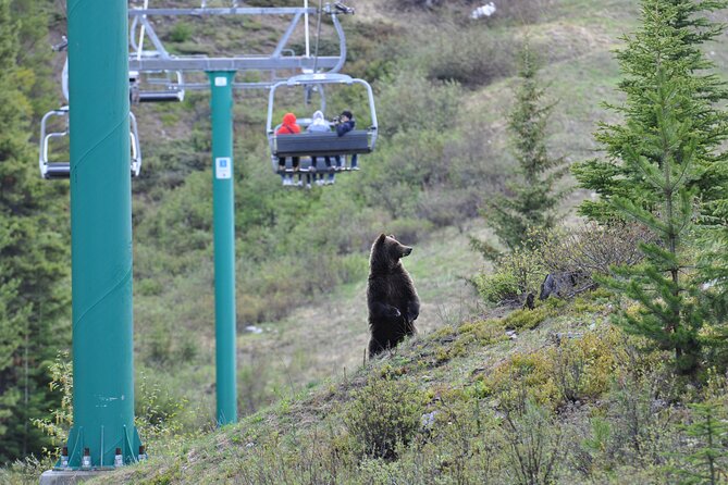 Lake Louise Summer Gondola Experience - How much time should you allow?