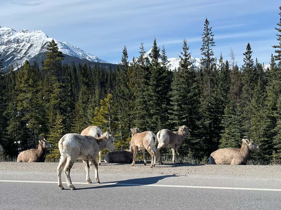 Louise, Moraine/Johnston Canyon, Minnewanka & Banff Town - Lake Louise: one hour at the turquoise lake