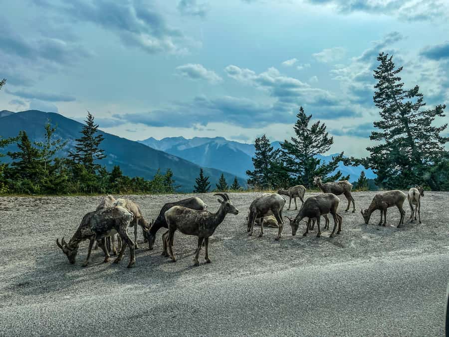 Louise, Moraine/Johnston Canyon, Minnewanka & Banff Town - What the $57 price really includes
