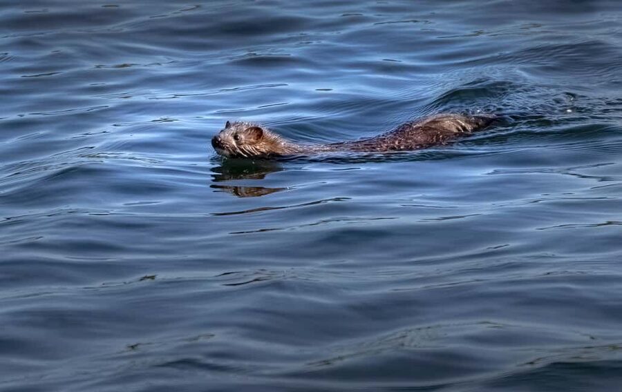 Lunenburg: Zodiac Wildlife Tour with Naturalist Guide - Jason and Deb add more than animal names