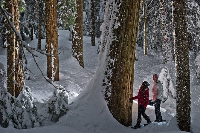 Medicine Trail Snowshoe Tour - Tea, snacks, and the quieter side of winter