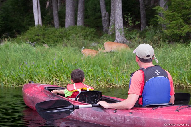 Mersey River Quickie Adventure - 2 Hours - Wildlife to watch for along the route