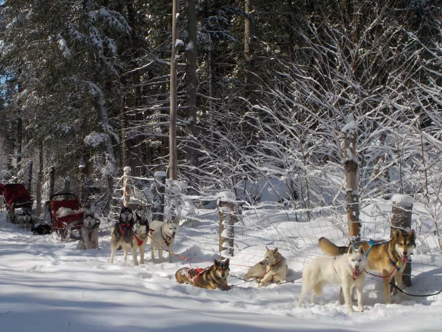 Mont-Tremblant: Dogsledding Valley Adventure - Meeting the huskies before the sled leaves