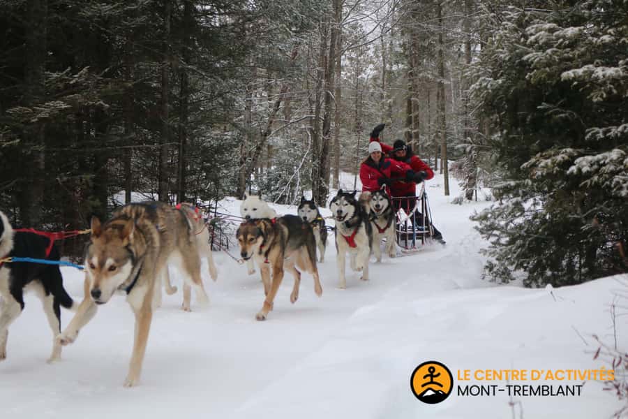 Mont-Tremblant: Dogsledding Valley Adventure - Returning to the kennel and meeting the pack
