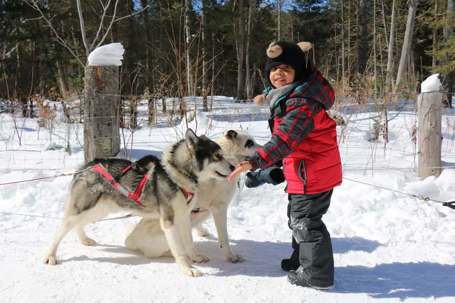 Mont-Tremblant: Dogsledding Valley Adventure - Who will enjoy this most