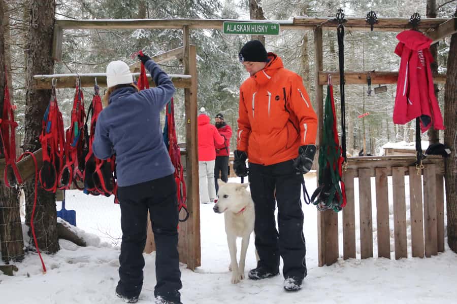 Mont-Tremblant: Dogsledding Valley Adventure - The 1-hour-15-minute forest run