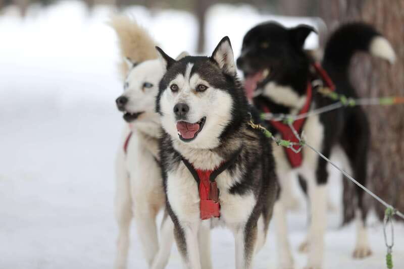 Mont-Tremblant: Guided Dogsledding Tour with Hot Chocolate - Should you book it?
