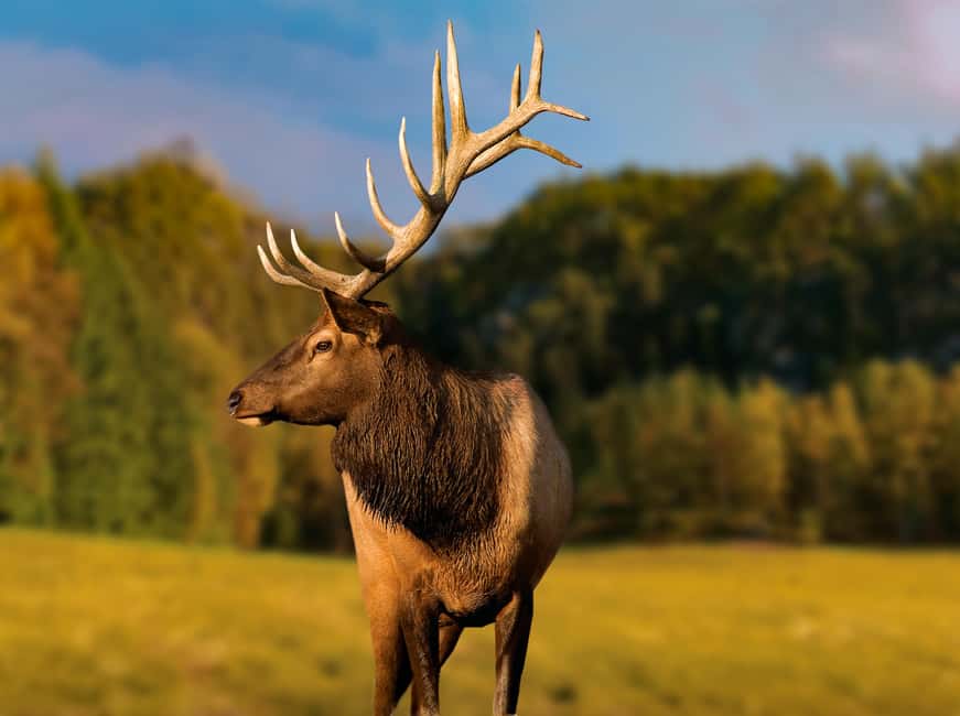 Montebello, QC: General Admission to Parc Omega - A drive-through wildlife day near Montebello