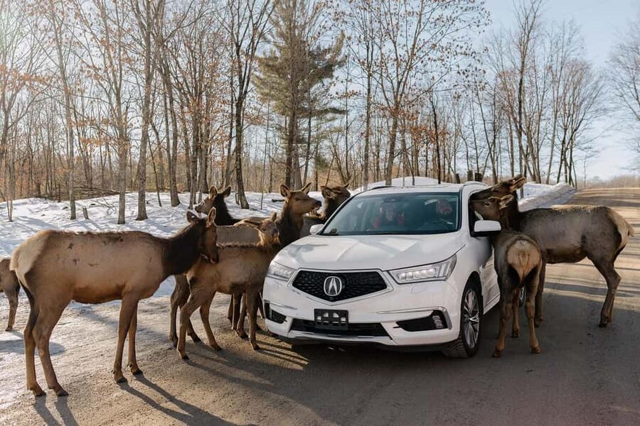 Montebello, QC: General Admission to Parc Omega - How much time should you allow?
