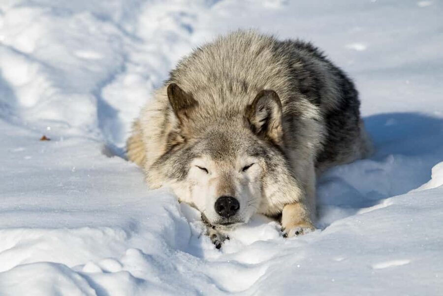Montebello, QC: General Admission to Parc Omega - Is the $43 admission good value?