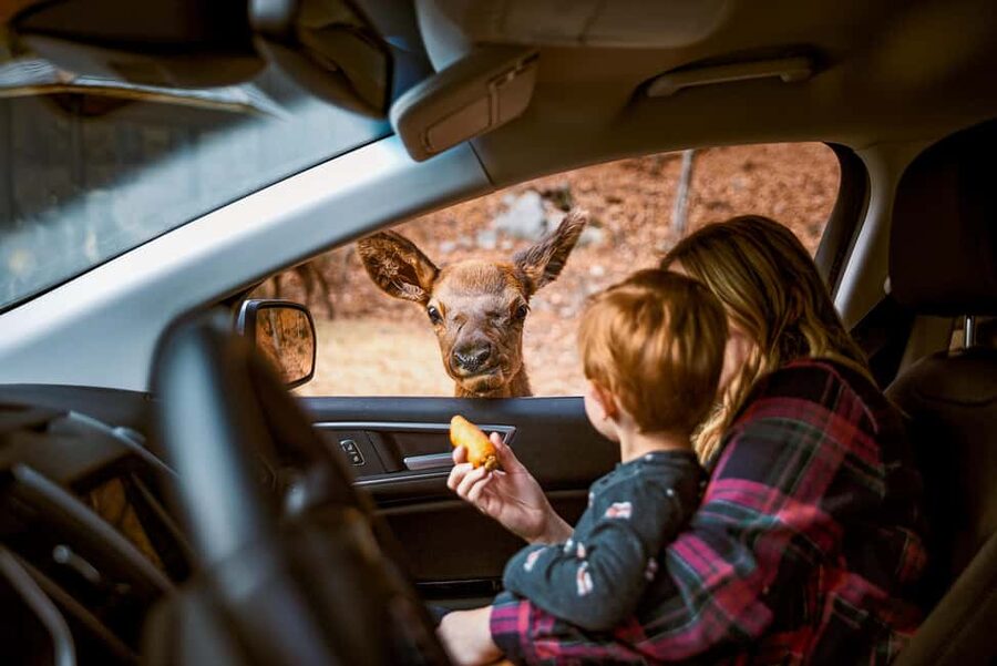 Montebello, QC: General Admission to Parc Omega - Practical rules that matter