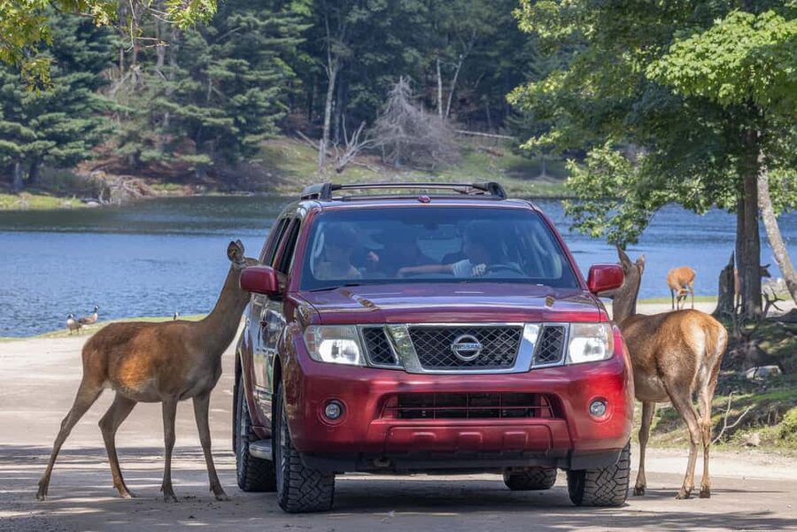 Montebello, QC: General Admission to Parc Omega - Who will enjoy Parc Oméga most?