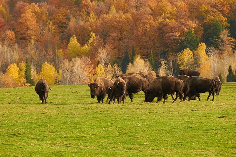 Montebello, QC: Morning VIP Tour at Parc Oméga - Who should book this morning tour?