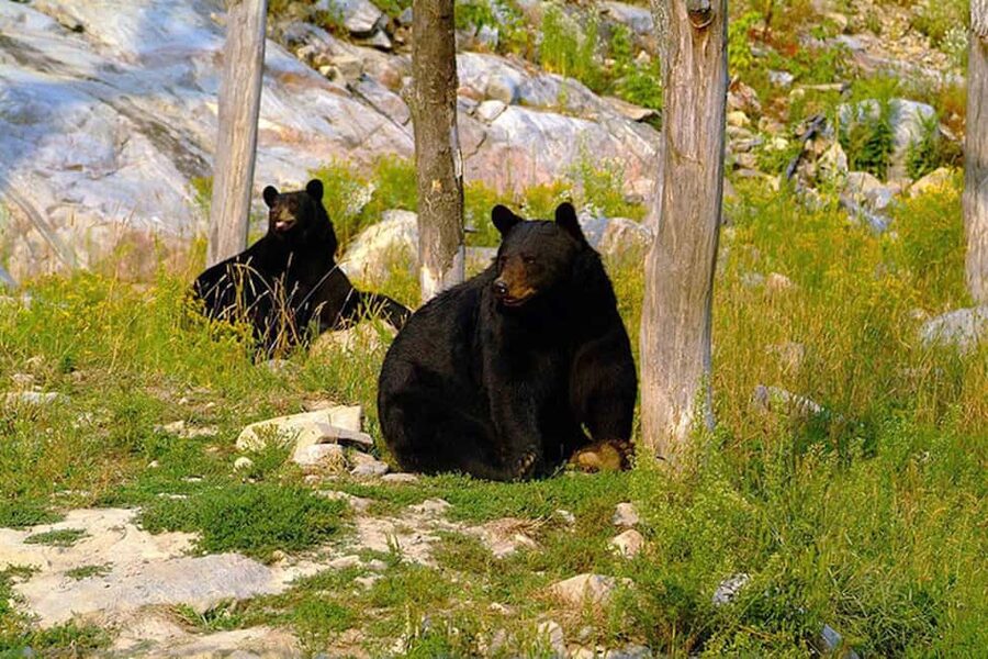 Montebello, QC: Morning VIP Tour at Parc Oméga - Should you book the Parc Oméga VIP morning tour?