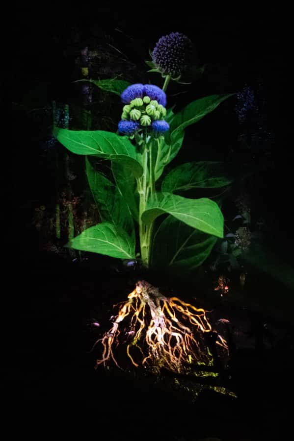 Montebello, QC: Omega Park ONIRO Immersive Experience at Night - Language, timing, and practical planning