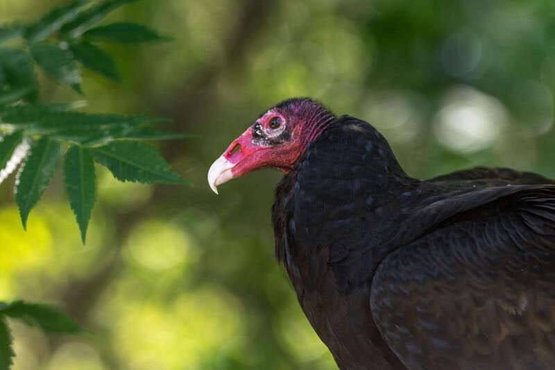 Montreal: Ecomuseum Zoo Entry Ticket - Key points to know before you go
