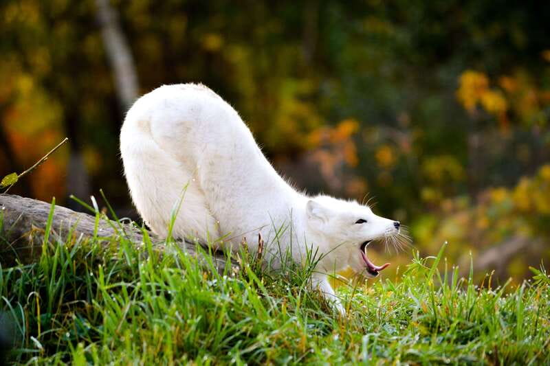Montreal: Ecomuseum Zoo Entry Ticket - Quebec wildlife in a setting built for the region