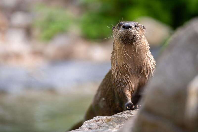 Montreal: Ecomuseum Zoo Entry Ticket - A practical 1.5-hour visit near Montreal