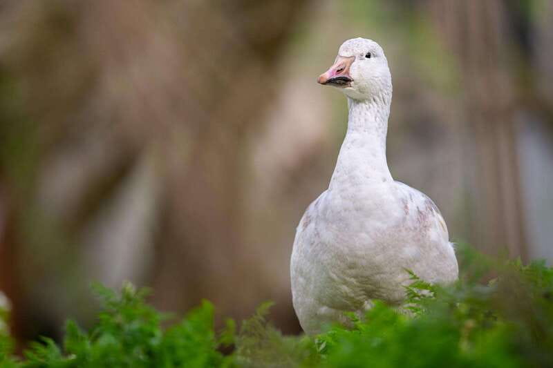 Montreal: Ecomuseum Zoo Entry Ticket - Educational talks and family appeal