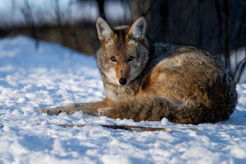 Montreal: Ecomuseum Zoo Entry Ticket - Is the $16 ticket good value?