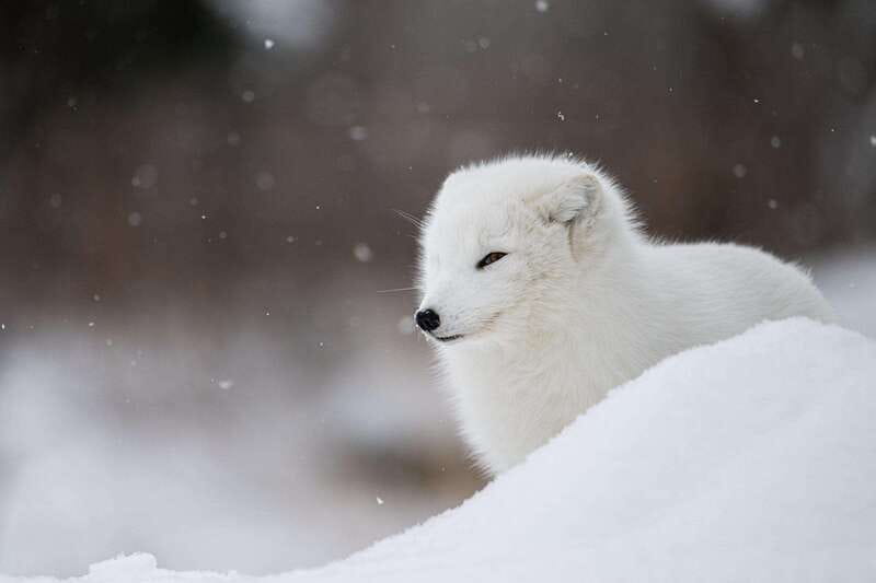 Montreal: Ecomuseum Zoo Entry Ticket - Who will enjoy this visit most
