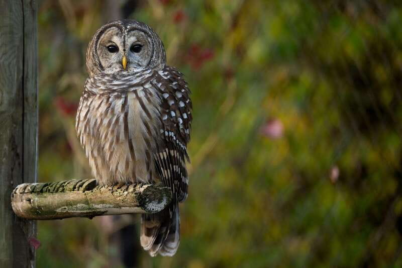 Montreal: Ecomuseum Zoo Entry Ticket - Booking, cancellation, and accessibility details