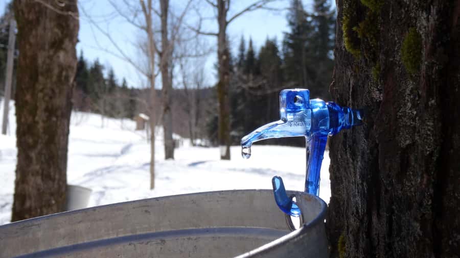 Montréal: Maple Syrup Tasting Conference! - What makes it different from a quick shop visit