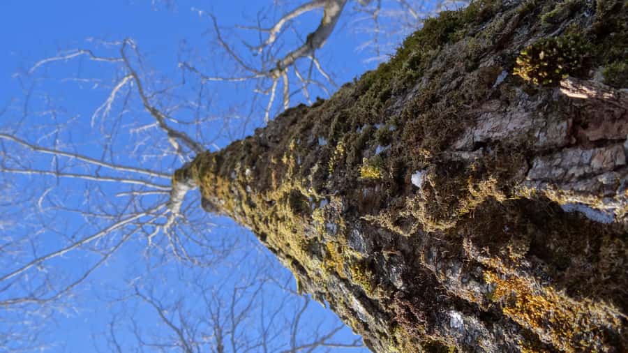 Montréal: Maple Syrup Tasting Conference! - Who will enjoy this maple experience