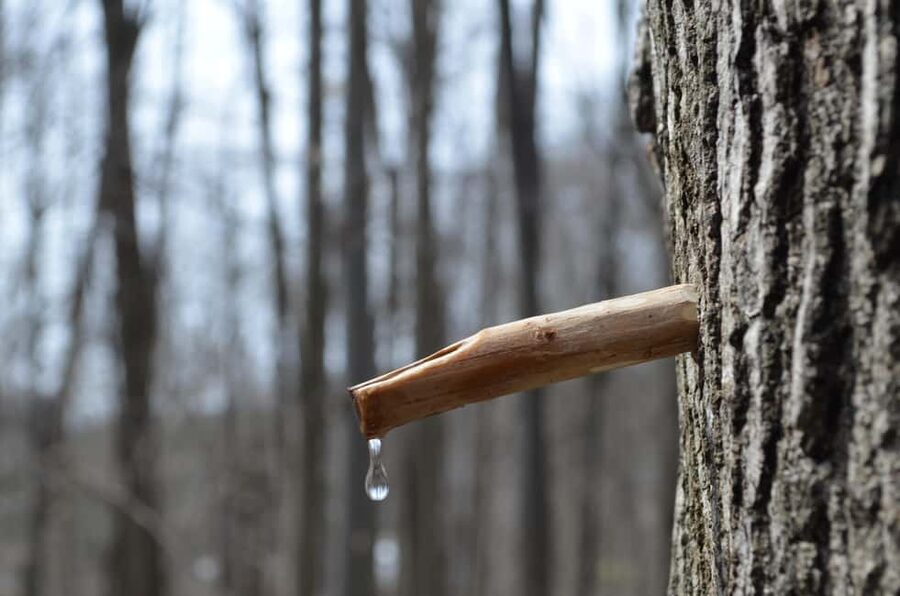 Montreal: Maple Syrup Tour with Sugar Shack & Local Cuisine - The Food Is the Best Value