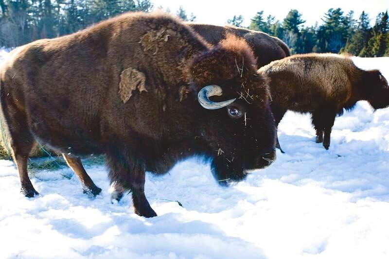 Montreal: Private Day Tour to Parc Omega & Montebello Lodge - Key points to know before booking