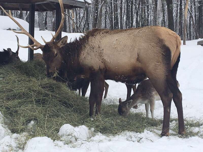 Montreal: Private Day Tour to Parc Omega & Montebello Lodge - Mobility, comfort, and practical limits