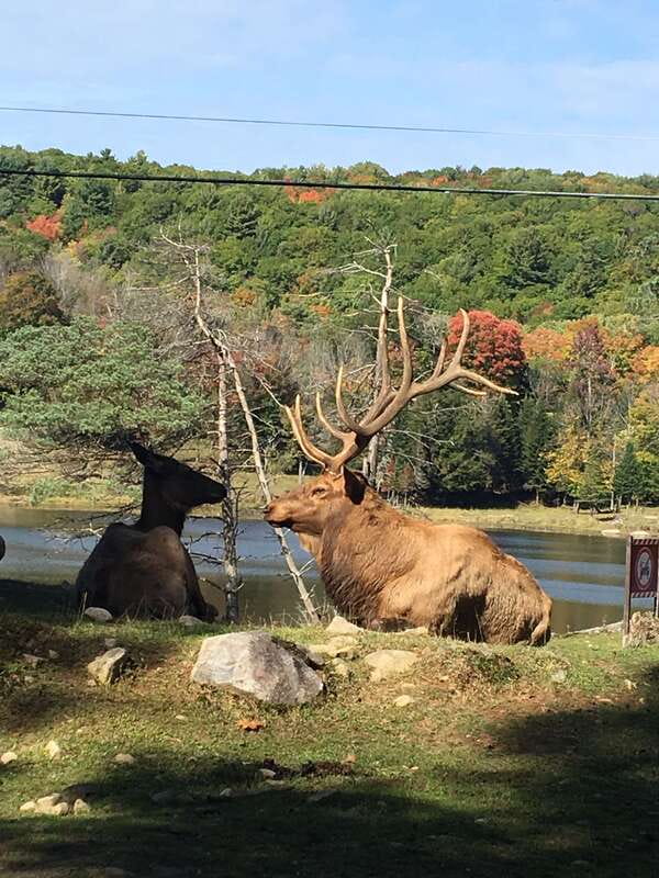 Montreal: Private Day Tour to Parc Omega & Montebello Lodge - Why this day is more than another Montreal sightseeing tour