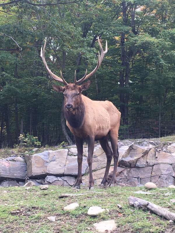 Montreal: Private Day Tour to Parc Omega & Montebello Lodge - Omega Park: Canadian wildlife at window level