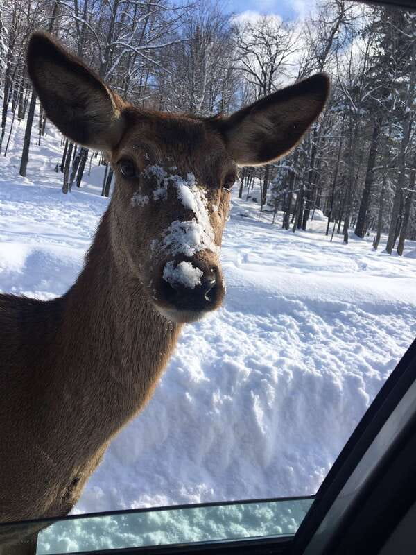 Montreal: Private Day Tour to Parc Omega & Montebello Lodge - What feeding the animals is really like