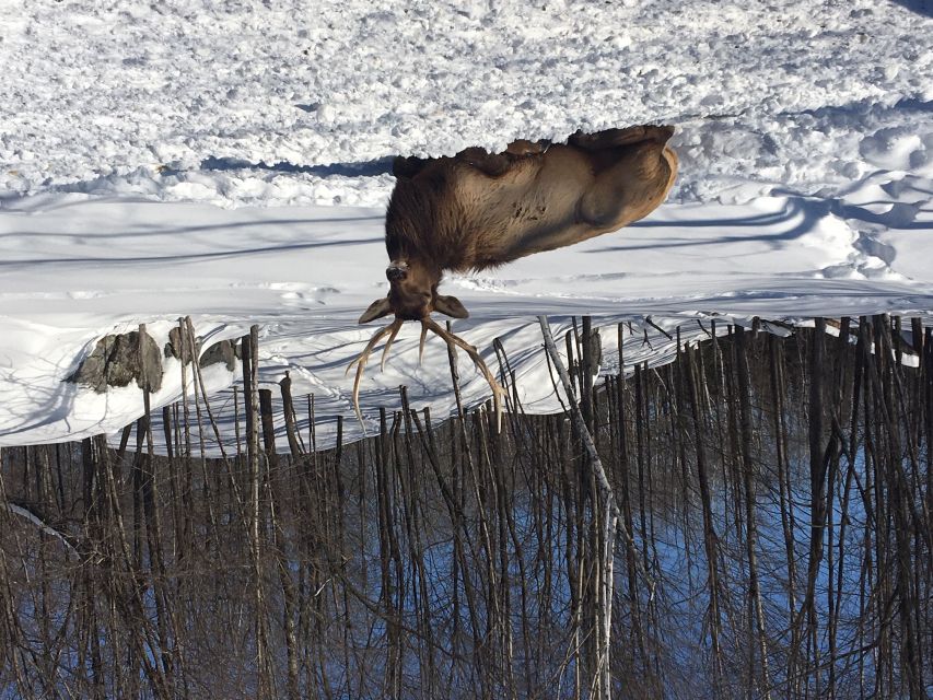 Montreal: Private Day Tour to Parc Omega & Montebello Lodge - Lunch and the two-to-four-hour park visit