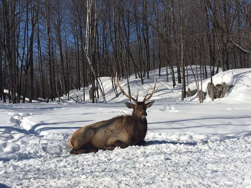Montreal: Private Day Tour to Parc Omega & Montebello Lodge - The guide makes a real difference