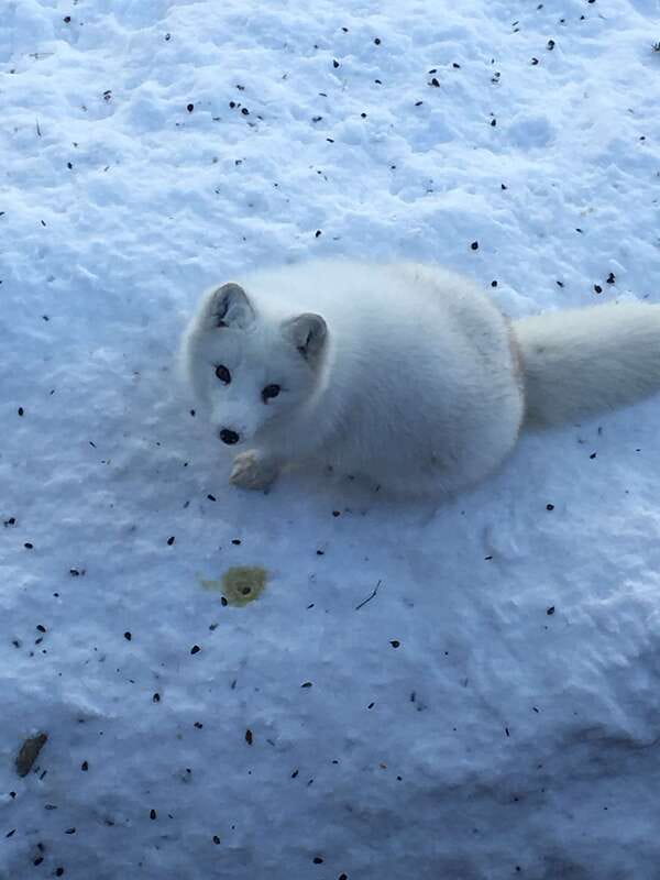 Montreal: Private Day Tour to Parc Omega & Montebello Lodge - Price, comfort, and who gets good value