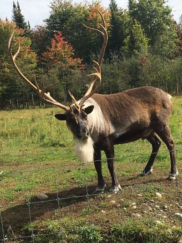 Montreal: Private Day Tour to Parc Omega & Montebello Lodge - The drive from Montreal into rural Quebec