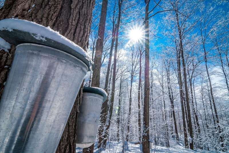Montreal: Sugar Shack Maple Syrup Day Trip with Lunch - The Quebecois lunch is a major part of the visit