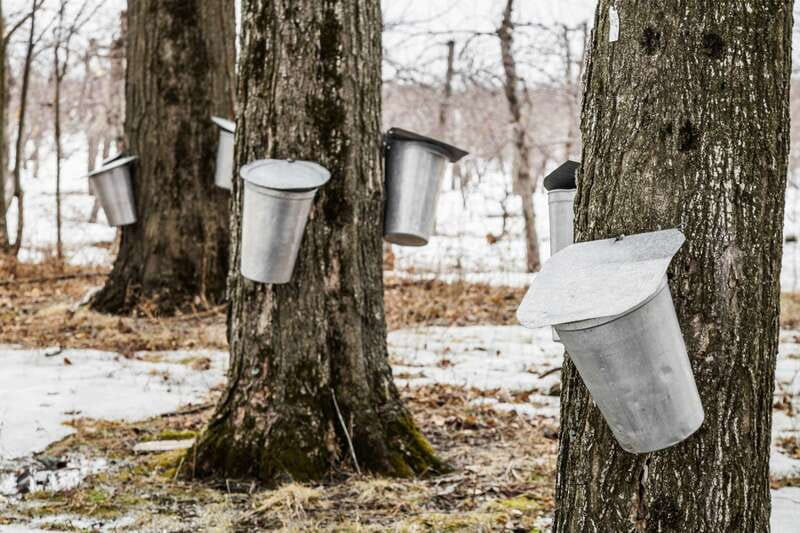 Montreal: Sugar Shack Maple Syrup Day Trip with Lunch - Who will enjoy the sugar shack most