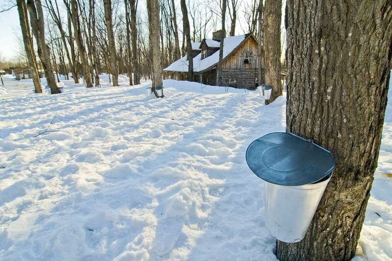 Montreal: Sugar Shack Maple Syrup Day Trip with Lunch - Seeing how maple syrup moves from tree to bottle