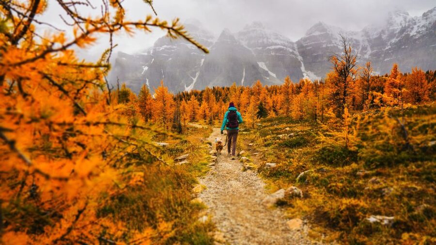 Moraine Lake & Larch Valley Hike - Who should book this Moraine Lake hike?