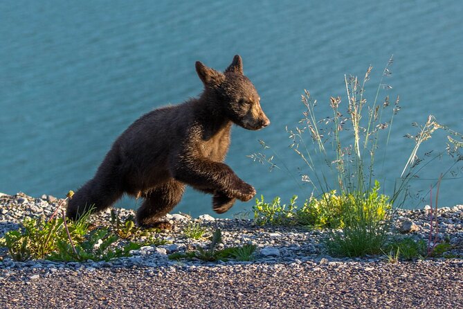 Morning Jasper National Park Wildlife Tour - Morning Timing and the Pickup Question
