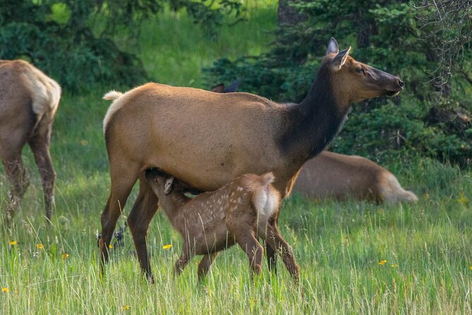 Morning Jasper National Park Wildlife Tour - Why the Guide Makes a Difference