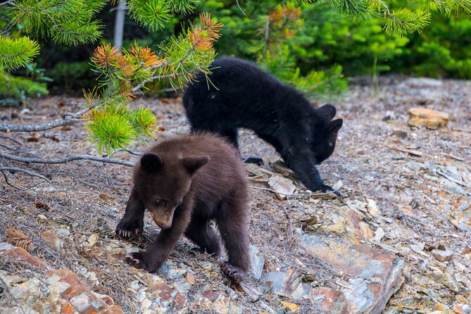 Morning Jasper National Park Wildlife Tour - The Scenery Between Sightings