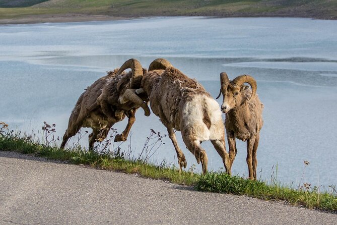 Morning Jasper National Park Wildlife Tour - Is $65.32 a Fair Price?